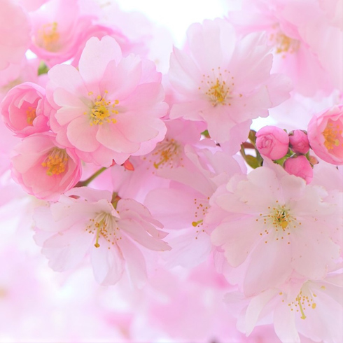 article adeline klam fleurs de cerisier confluences VcommeSamedi